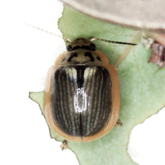 Paropsisterna agricola