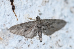 Eupithecia oxycedrata