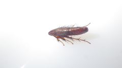 Hystrichopsylla talpae