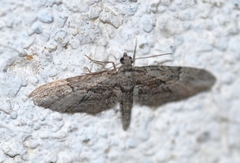 Eupithecia oxycedrata