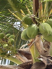 Cocos nucifera
