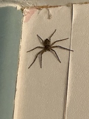 Philodromus marxi