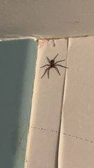 Philodromus marxi