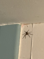 Philodromus marxi