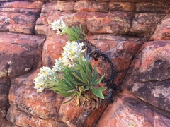 Cremnothamnus thomsonii