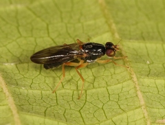 Chyliza leptogaster