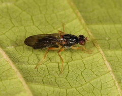 Chyliza leptogaster