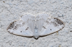 Lomographa temerata