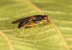 Chyliza leptogaster