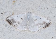 Lomographa temerata