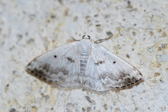Lomographa temerata