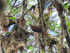 Anabacerthia variegaticeps
