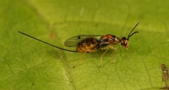 Megastigmus aculeatus