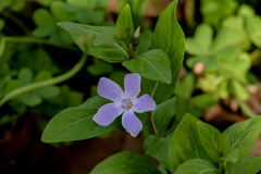 Vinca difformis