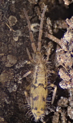 Entomobrya quadrilineata