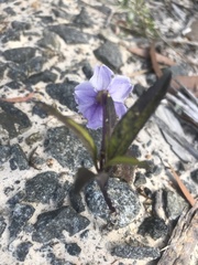 Solanum vescum