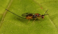 Megastigmus aculeatus