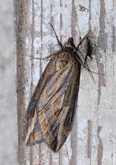 Chesias legatella