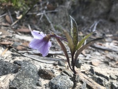 Solanum vescum