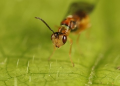 Megastigmus aculeatus