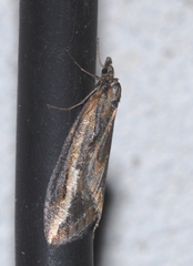 Chesias legatella
