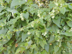 Fallopia dumetorum