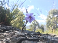 Solanum vescum