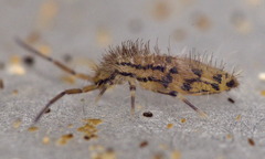 Entomobrya quadrilineata