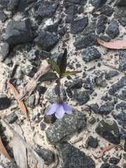 Solanum vescum