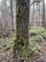 Hypnum circinale