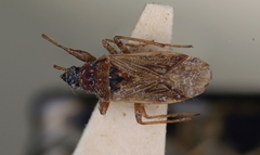 Pachybrachius capitatus