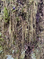 Hypnum circinale