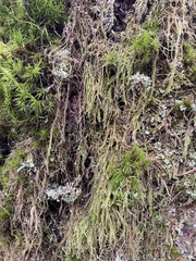 Hypnum circinale