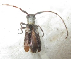 Eunidia spilotoides