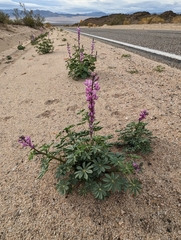 Lupinus arizonicus