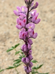 Lupinus arizonicus