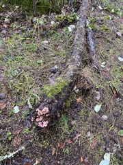 Laccaria amethysteo-occidentalis