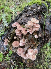 Laccaria amethysteo-occidentalis