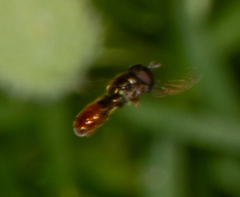 Paragus