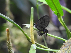 Pseudohaetera mimica