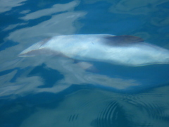 Cephalorhynchus hectori hectori