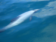 Cephalorhynchus hectori hectori