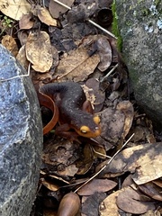 Taricha sierrae