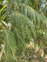 Piptadenia gonoacantha