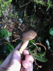 Lactarius pseudomucidus