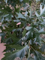 Quercus shumardii