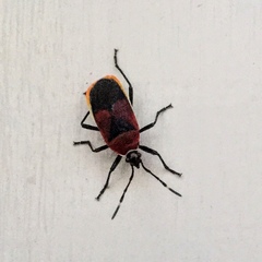 Dindymus versicolor