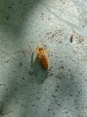 Cotinusa