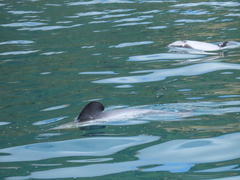 Cephalorhynchus hectori hectori