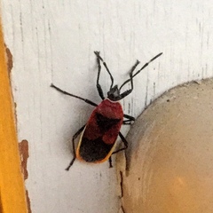 Dindymus versicolor